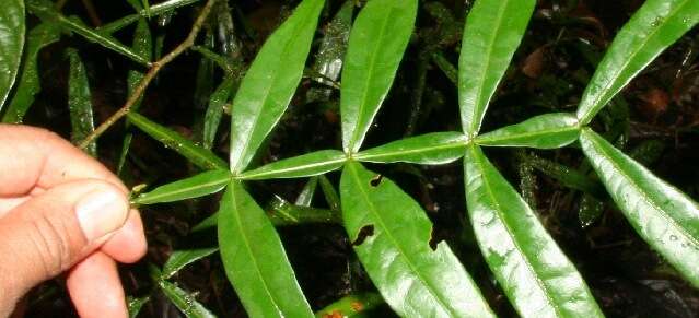 Image of Inga acuminata Benth.