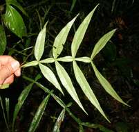 Image of Inga acuminata Benth.