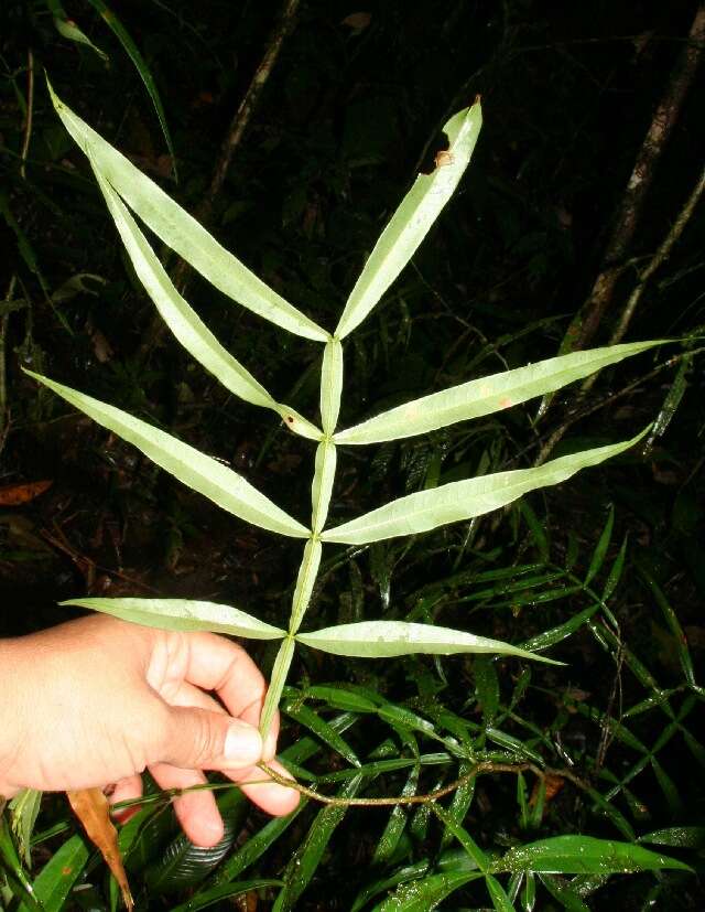 Plancia ëd Inga acuminata Benth.