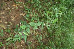 صورة Ruellia metallica Leonard