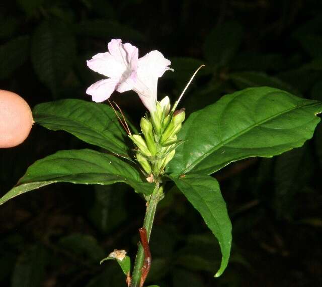 صورة Ruellia metallica Leonard