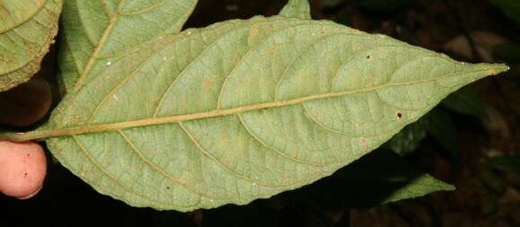 صورة Ruellia metallica Leonard