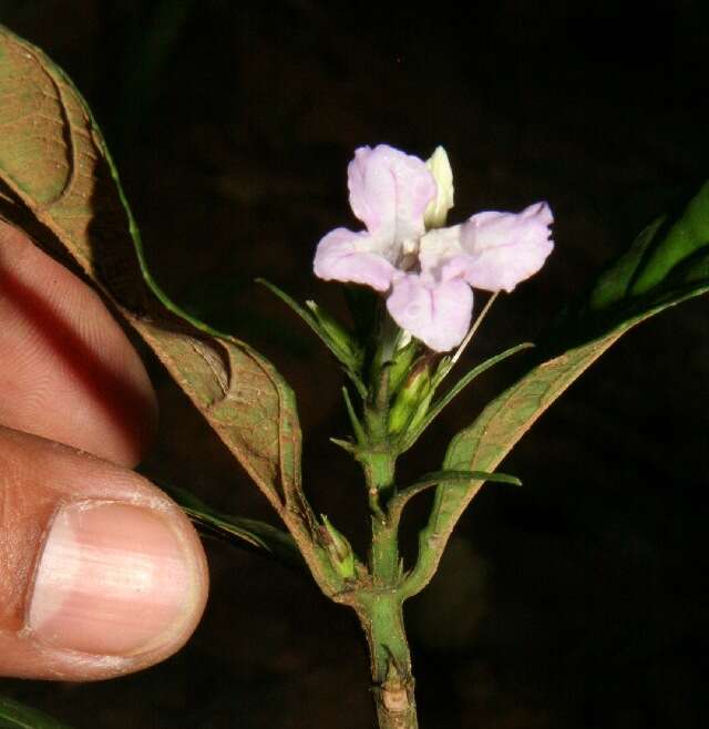 صورة Ruellia metallica Leonard