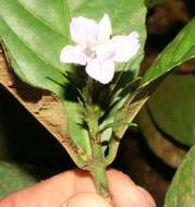 صورة Ruellia metallica Leonard