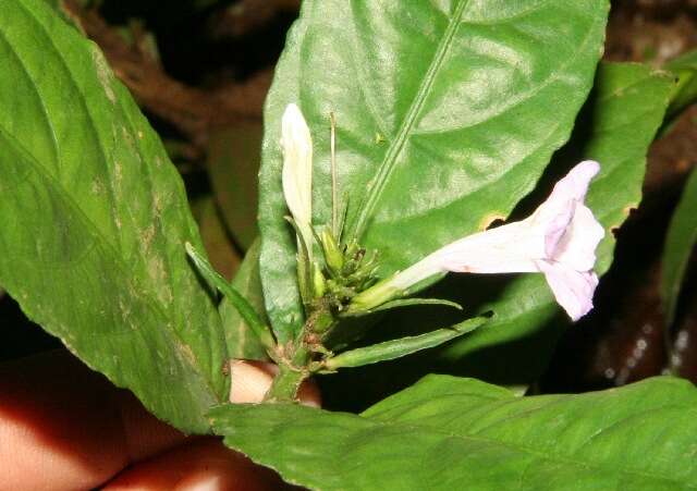 صورة Ruellia metallica Leonard