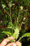 Image of Oriental false hawksbeard