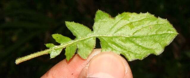 Image of Oriental false hawksbeard