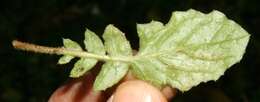 Image of Oriental false hawksbeard