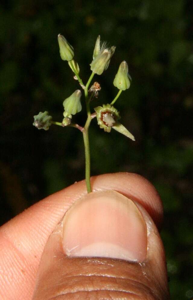 Image of Oriental false hawksbeard