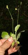 Image of Oriental false hawksbeard