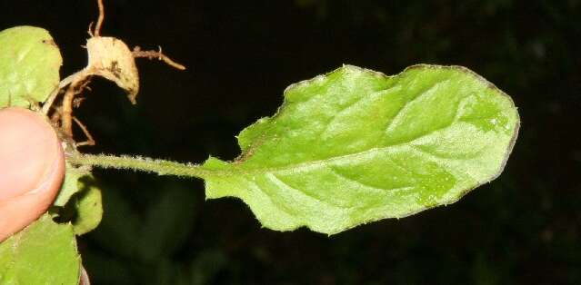 Image of Oriental false hawksbeard