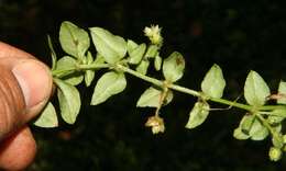 Image of Stellaria ovata Willd. ex Schltdl.