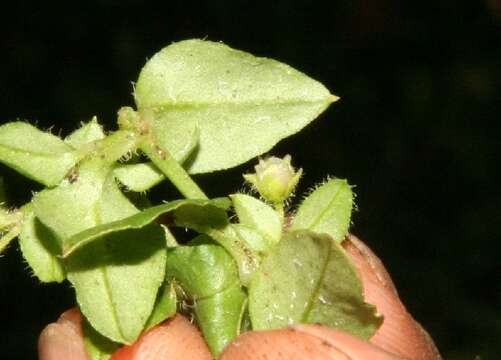 Sivun Stellaria ovata Willd. ex Schltdl. kuva