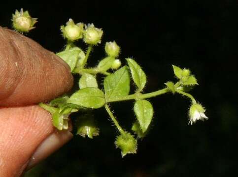 Image of Stellaria ovata Willd. ex Schltdl.