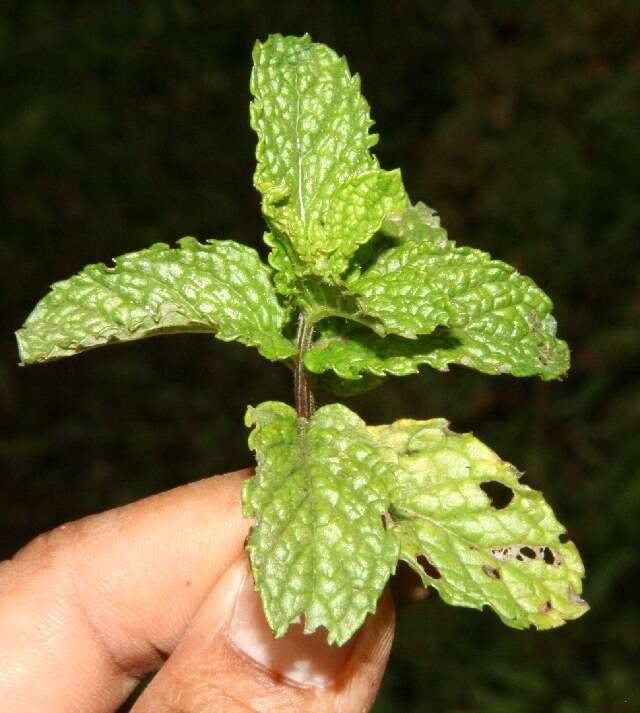 Image of Garden mint