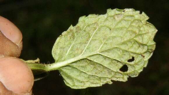 Image of Garden mint