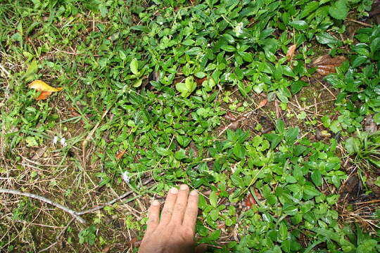 Imagem de Ageratum petiolatum (Hook. & Arn.) Hemsl.