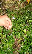 Imagem de Ageratum petiolatum (Hook. & Arn.) Hemsl.