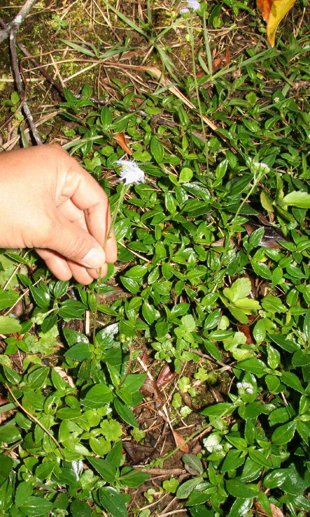 Imagem de Ageratum petiolatum (Hook. & Arn.) Hemsl.