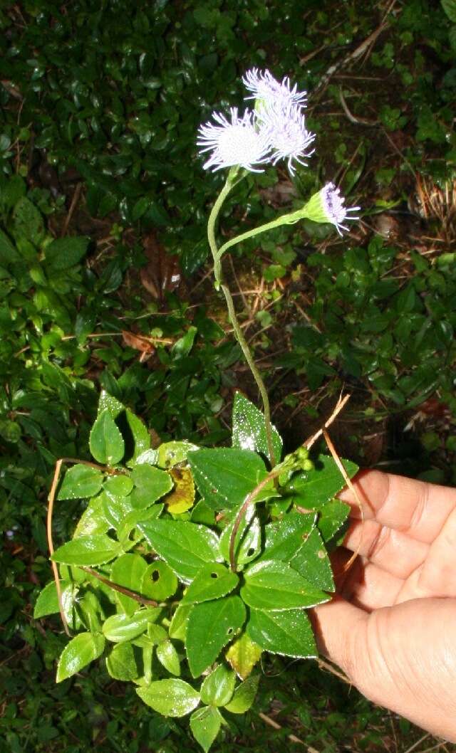 Imagem de Ageratum petiolatum (Hook. & Arn.) Hemsl.