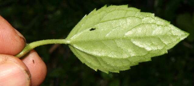 Imagem de Ageratum petiolatum (Hook. & Arn.) Hemsl.