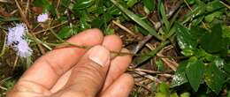 Imagem de Ageratum petiolatum (Hook. & Arn.) Hemsl.