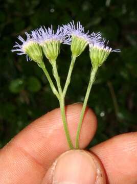 Imagem de Ageratum petiolatum (Hook. & Arn.) Hemsl.