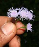 Imagem de Ageratum petiolatum (Hook. & Arn.) Hemsl.