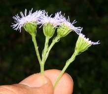 Imagem de Ageratum petiolatum (Hook. & Arn.) Hemsl.