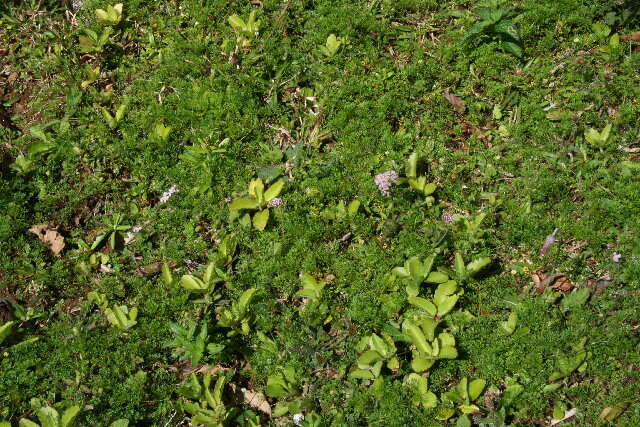 Image of marsh parsley