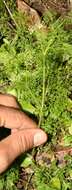 Image of marsh parsley