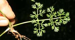 Image of marsh parsley