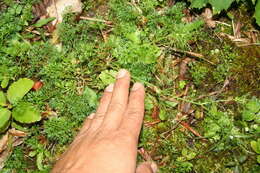 Image of marsh parsley