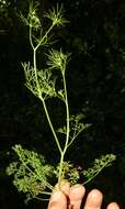 Image of marsh parsley