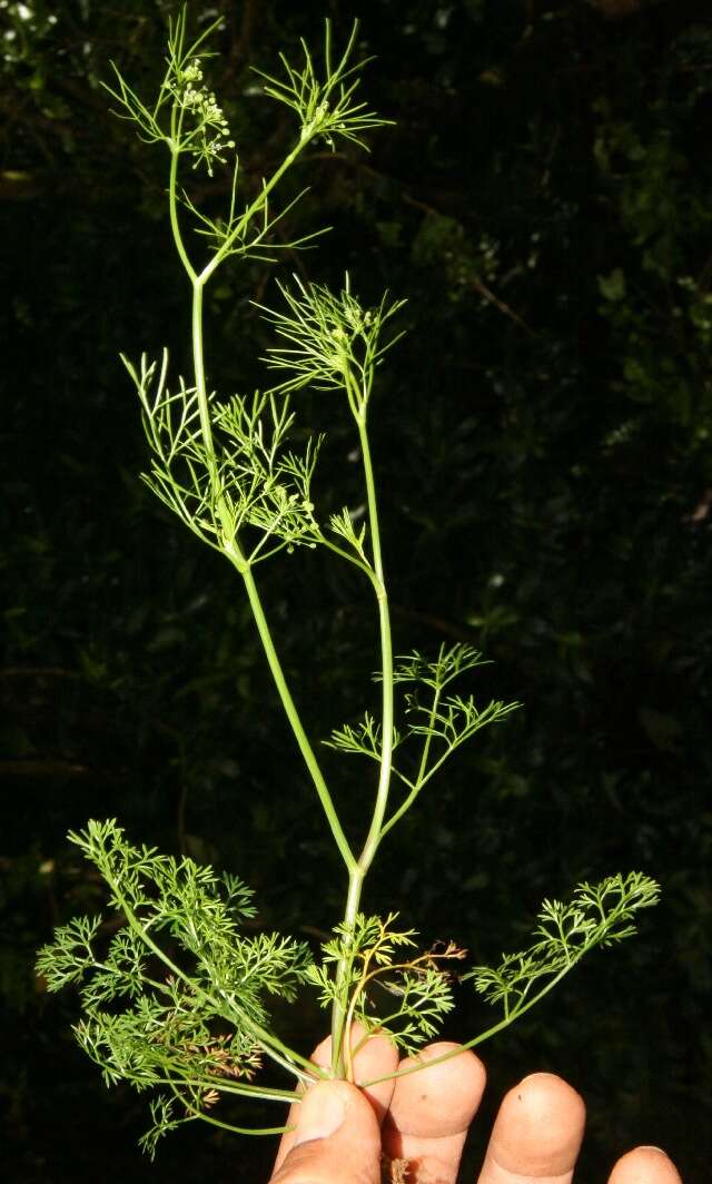 Image of marsh parsley