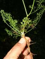 Image of marsh parsley