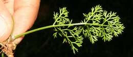 Image of marsh parsley