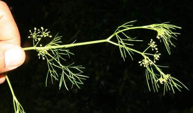 Image of marsh parsley