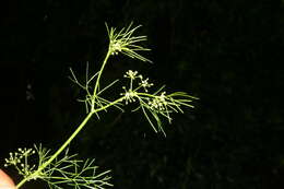 Image of marsh parsley