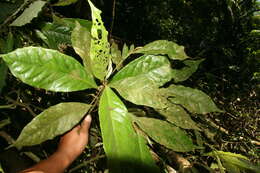 Image of Croton