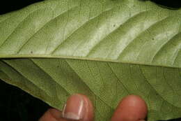 Image of Croton