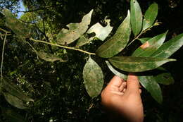 Image of Ocotea