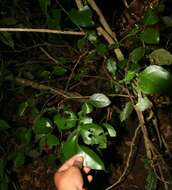 Image of Florida boxwood