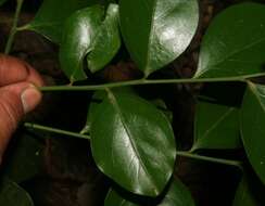 Image of Florida boxwood