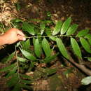 Image of Cestrum fragile Francey