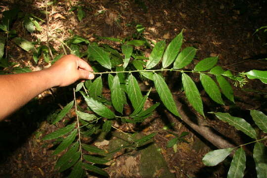 صورة Cestrum fragile Francey