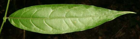 Image of Cestrum fragile Francey