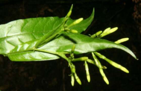 Image of Cestrum fragile Francey