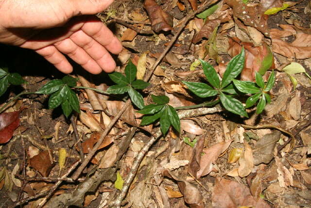 Image of Syngonium