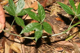 Image of Syngonium